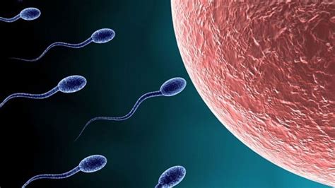 spermatozoide|Sexual FAQs